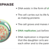 The Cell Cycle (Mitosis) - Image 3